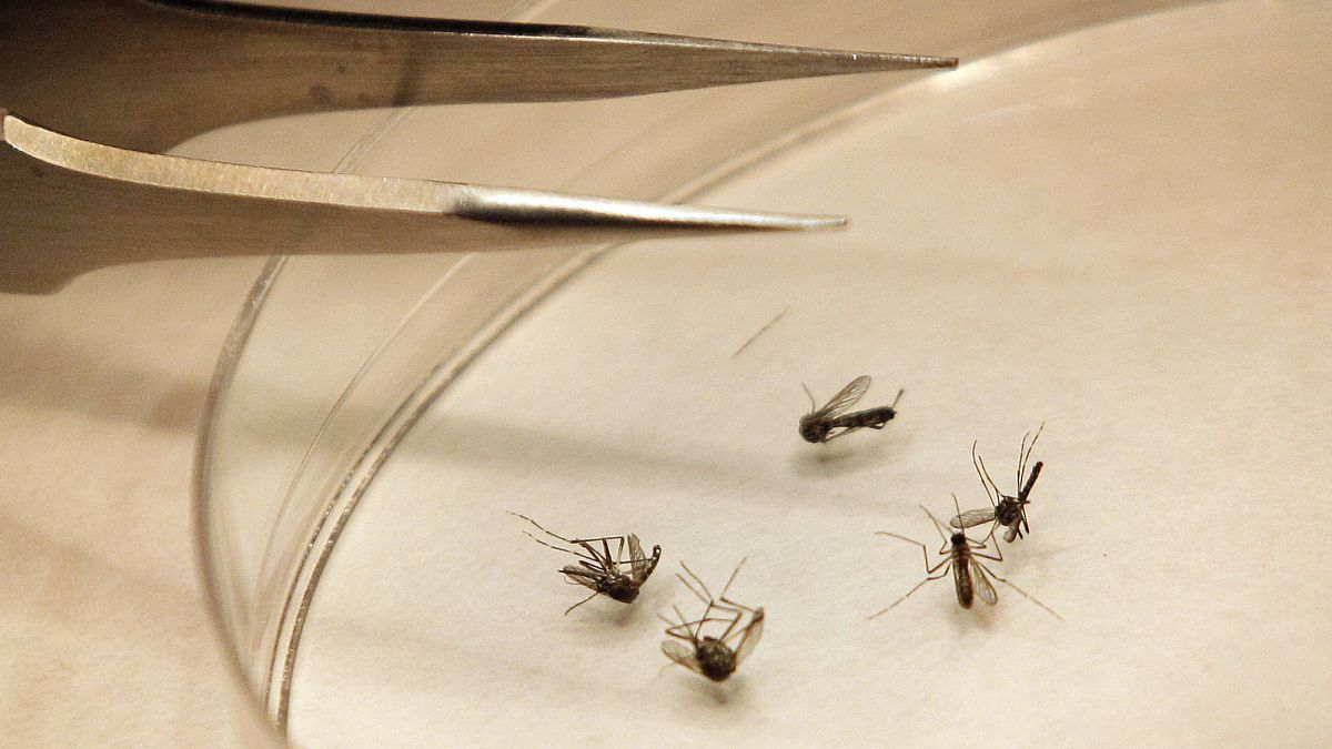 Dez mortes causadas pelo vírus do Nilo Ocidental em Itália