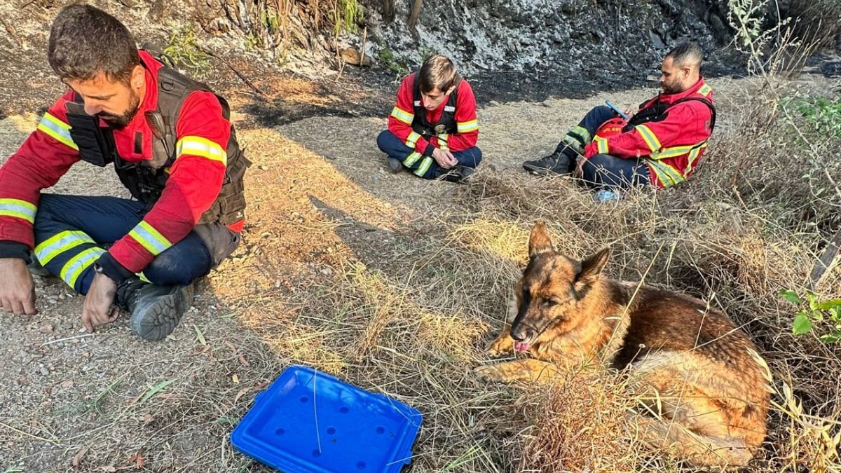Cão não larga bombeiros que o salvaram de um incêndio em Penafiel. Veja o video