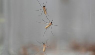 Vírus do Nilo Ocidental, chikungunya e dengue: doenças transmitidas por mosquitos aumentam na Europa