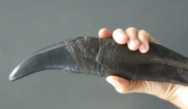 Dentes de dinossauro fornecem pistas sobre o passado climático da Terra