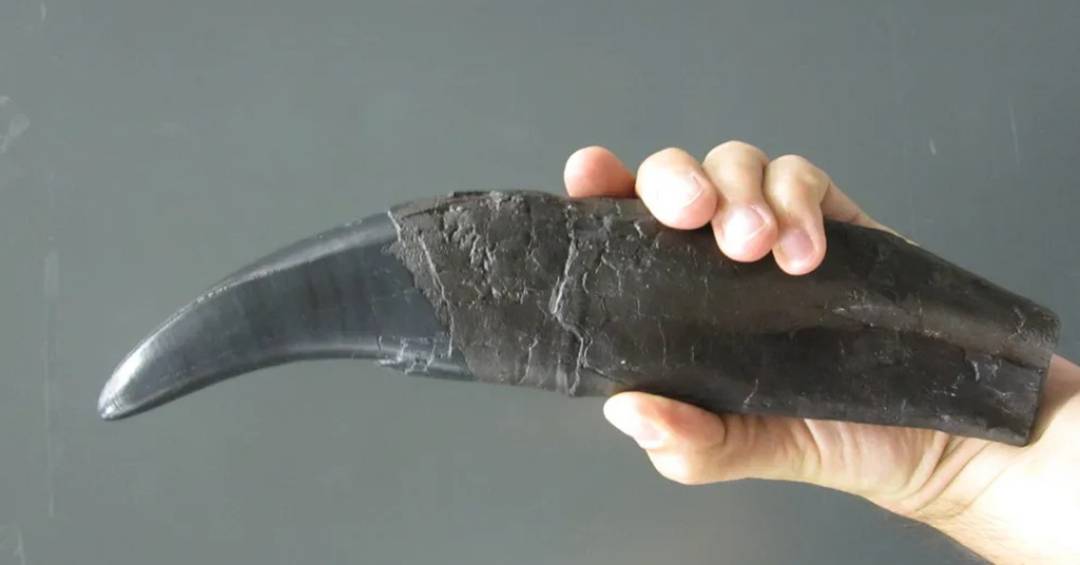 Dentes de dinossauro fornecem pistas sobre o passado climático da Terra