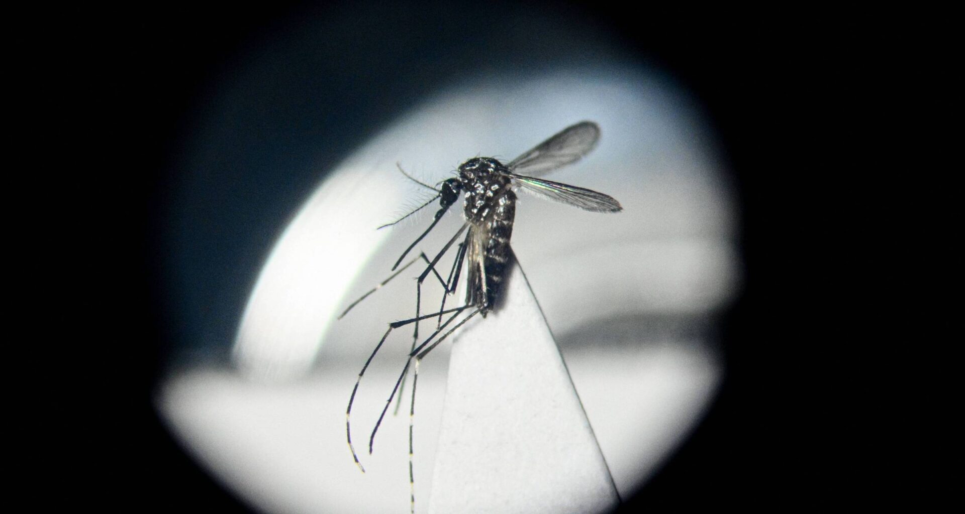 Chikungunya avança pelo mundo impulsionada por aquecimento - 20/08/2025 - Equilíbrio e Saúde