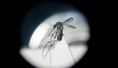 Chikungunya avança pelo mundo impulsionada por aquecimento - 20/08/2025 - Equilíbrio e Saúde