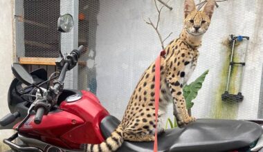Oruam acumula multa de mais de R$ 40 mil com Ibama - 07/08/2025 - Celebridades