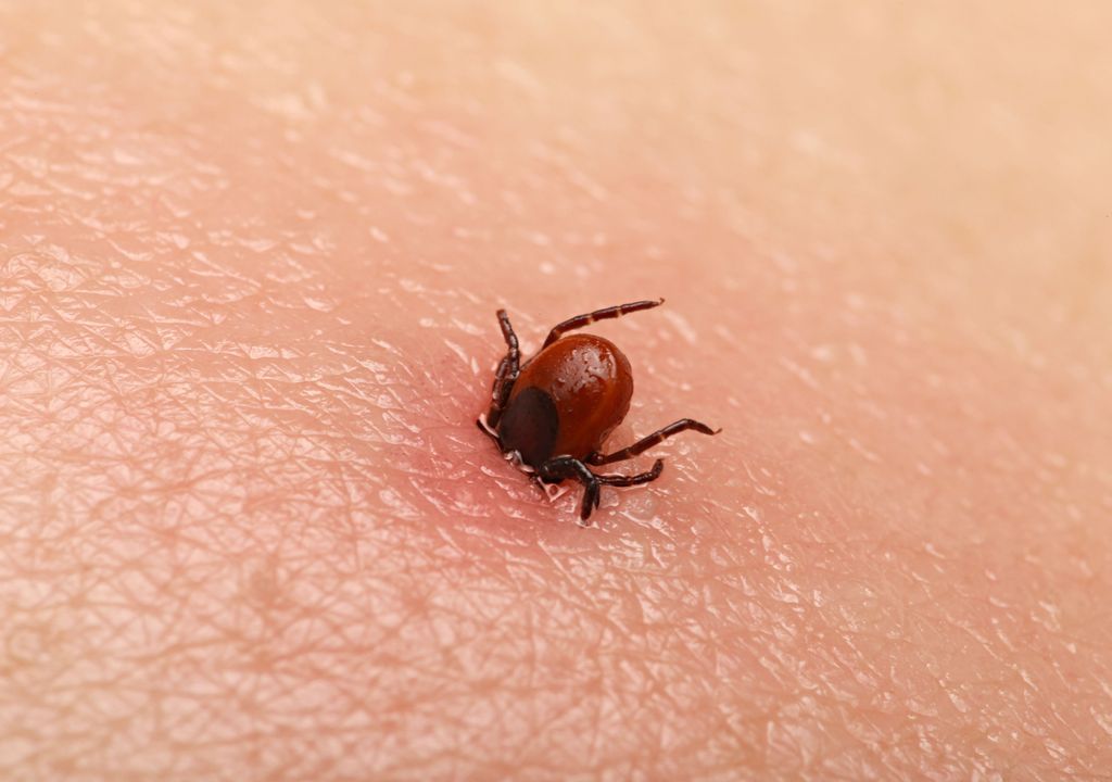 Ixodes