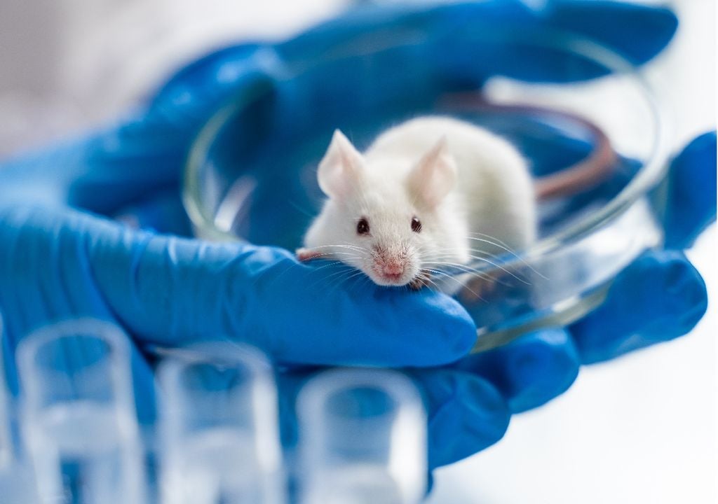Ratinho de laboratório