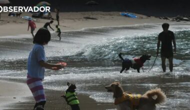 PAN quer lei para animais de companhia em todas as praias – Observador