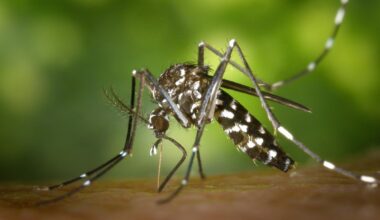 Bangladesh enfrenta surto de dengue e mortes no ano passam de 100 | Mundo