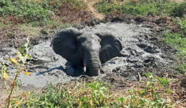 Elefante preso na lama há dois dias salvo por fiscais em parque moçambicano