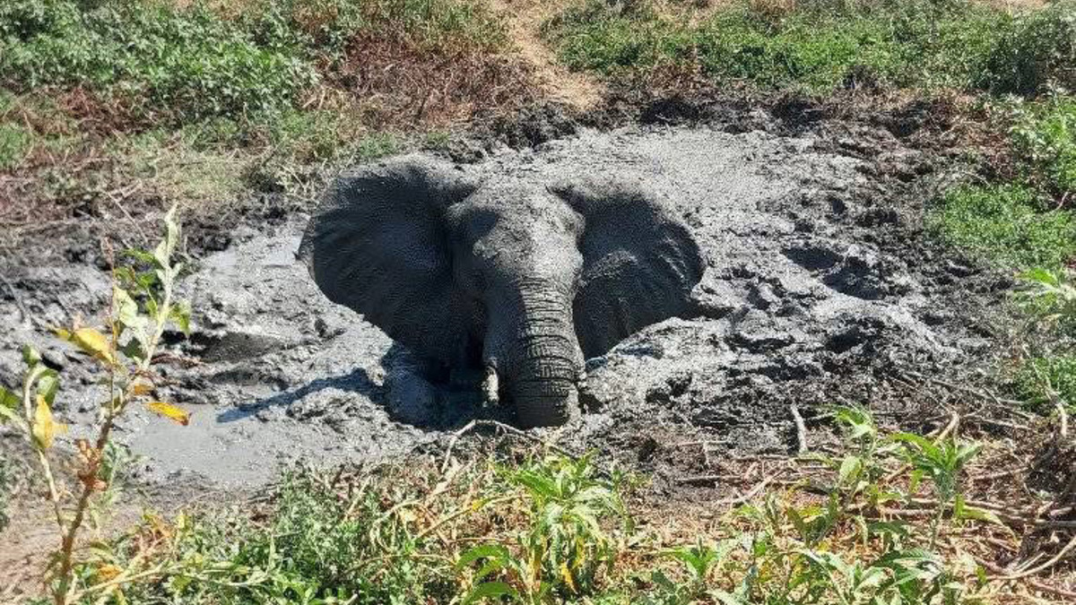 Elefante preso na lama há dois dias salvo por fiscais em parque moçambicano