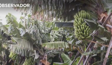 Venda de banana da Madeira leva a multa da Concorrência – Observador