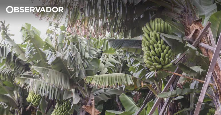 Venda de banana da Madeira leva a multa da Concorrência – Observador