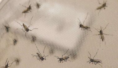 Casos de dengue ultrapassam os 17 mil em Porto Alegre