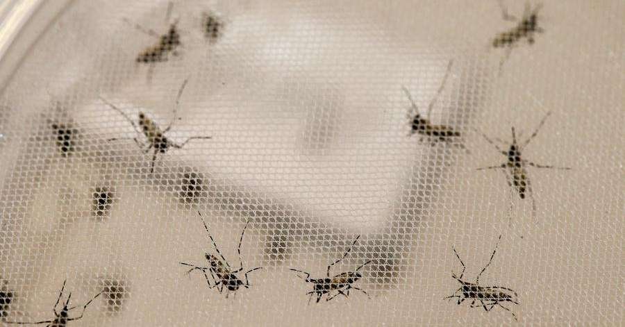 Casos de dengue ultrapassam os 17 mil em Porto Alegre