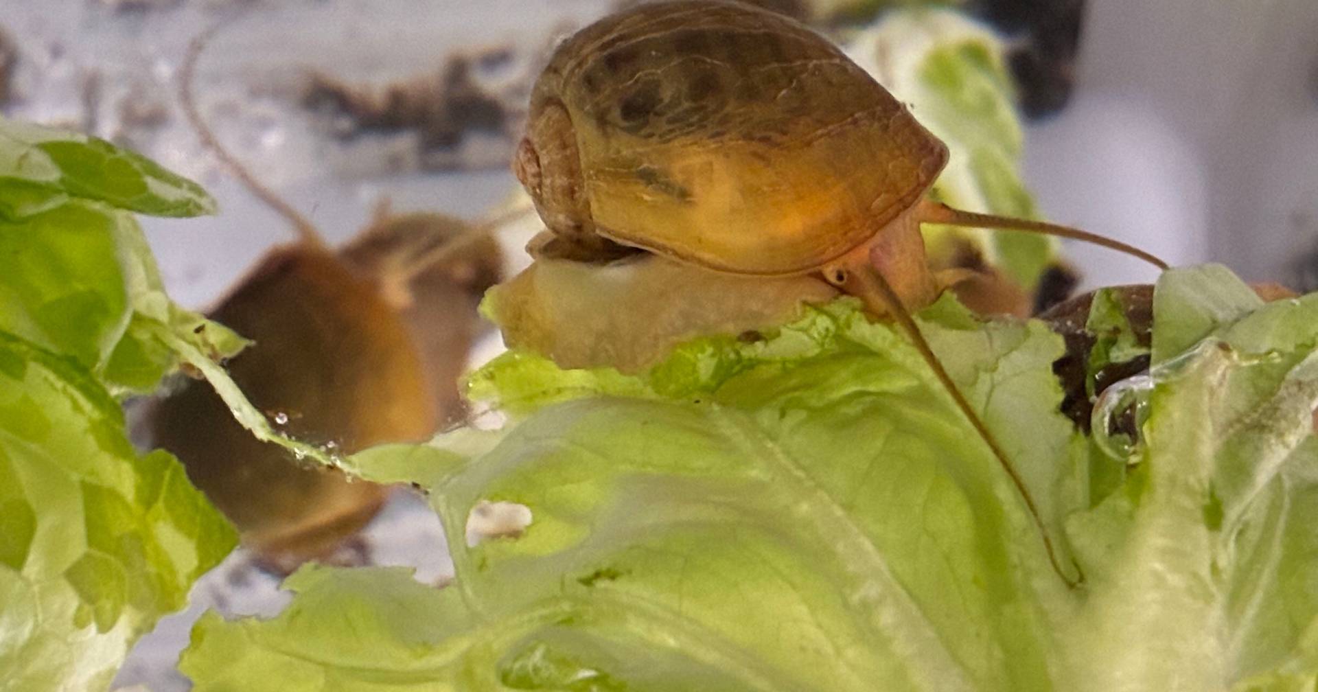Caracol que regenera os olhos pode ajudar em tratamentos para humanos