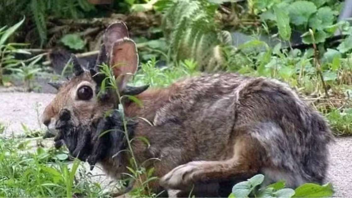 Coelhos com 'tentáculos' chamam atenção nos EUA por anomalia causada por vírus - Mundo