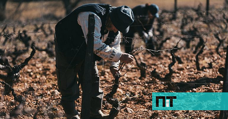 “É uma tragédia.” Vinhas centenárias da Titan destruídas pelas chamas — NiT