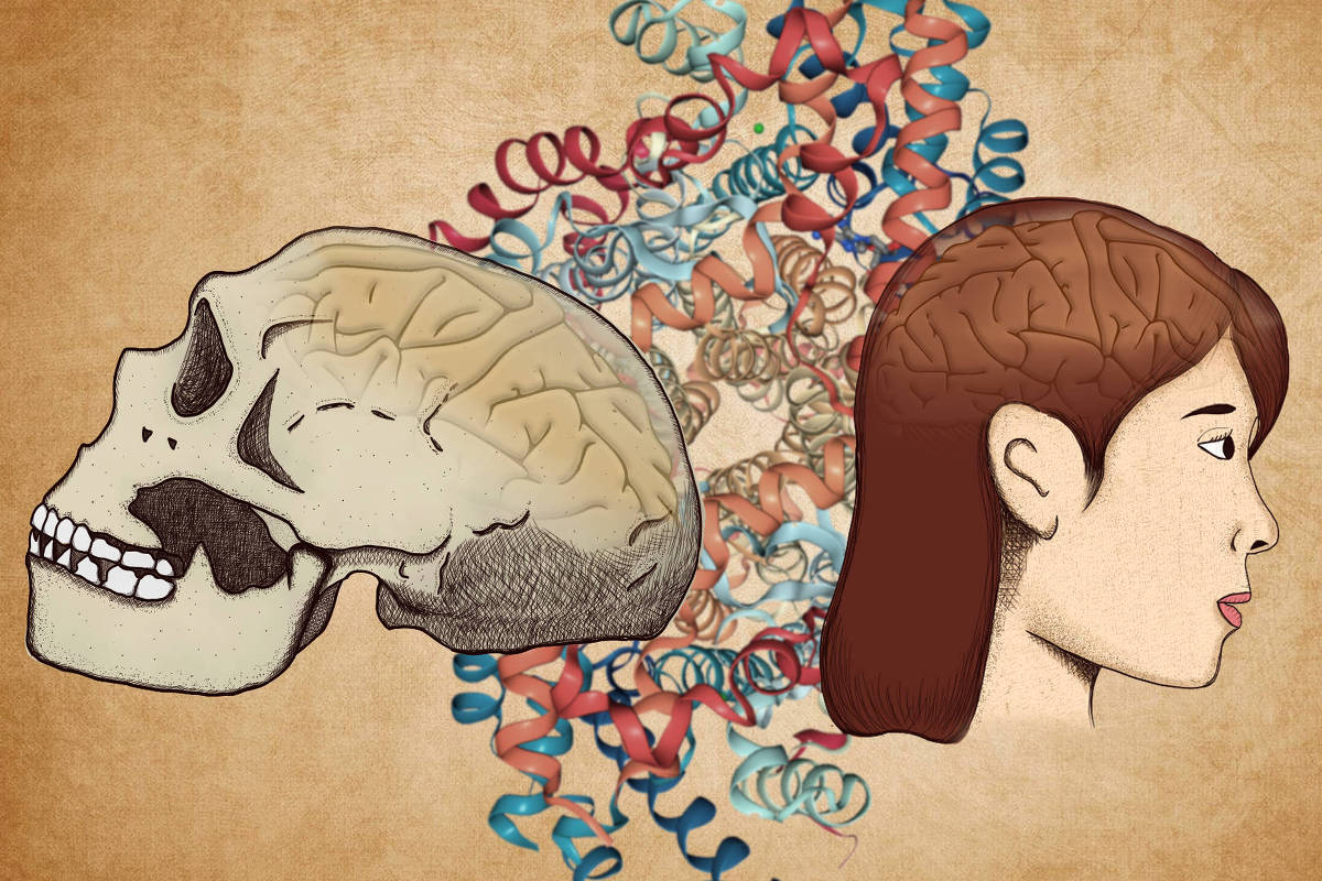 Gene revela pistas sobre por que humanos prosperaram - 19/08/2025 - Ciência