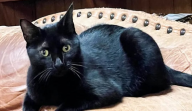 Gato ajuda cientista a descobrir nova cepa de vírus na Flórida – R7 Entretenimento
