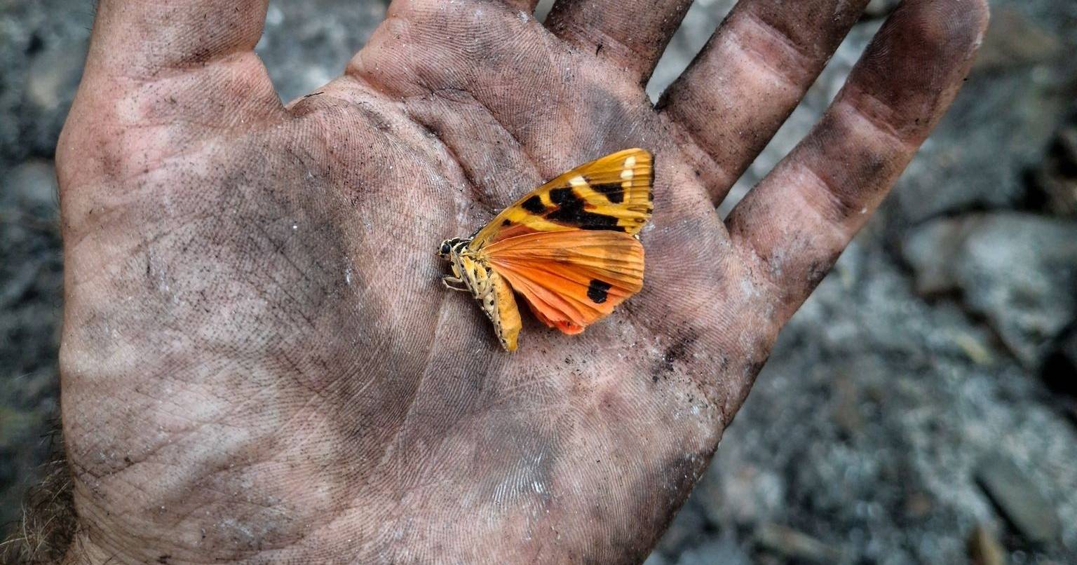 Entre o negro das cinzas e as cores de uma borboleta: o pouco que resta do “vazio” da Bio-Reserva do Vale da Aveleira