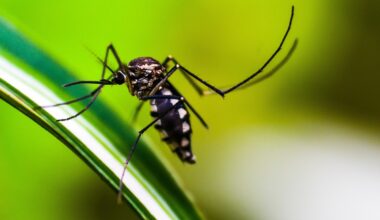 Debug, do Google, terá projeto-piloto de combate ao Aedes aegypti em Belo Horizonte | Empresas