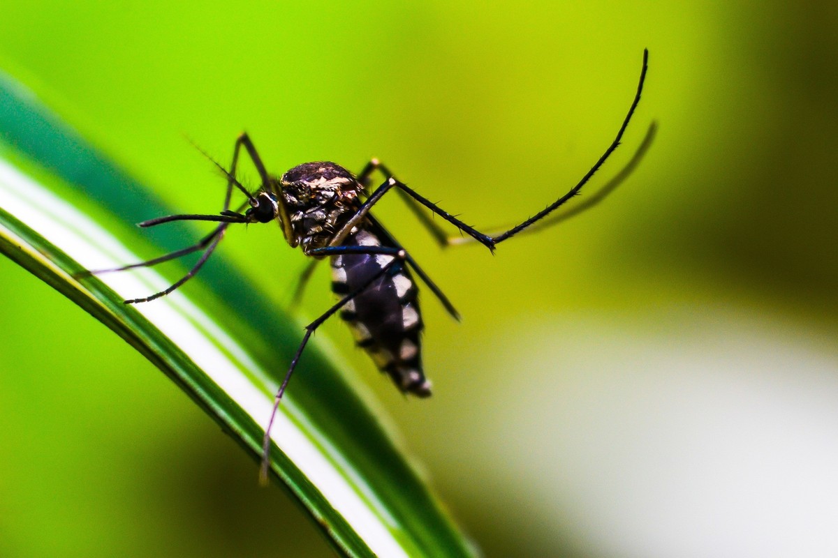 Debug, do Google, terá projeto-piloto de combate ao Aedes aegypti em Belo Horizonte | Empresas