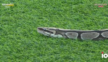 Inédito: Cobra entra na casa e concorrentes entram em pânico - Notícias de hoje