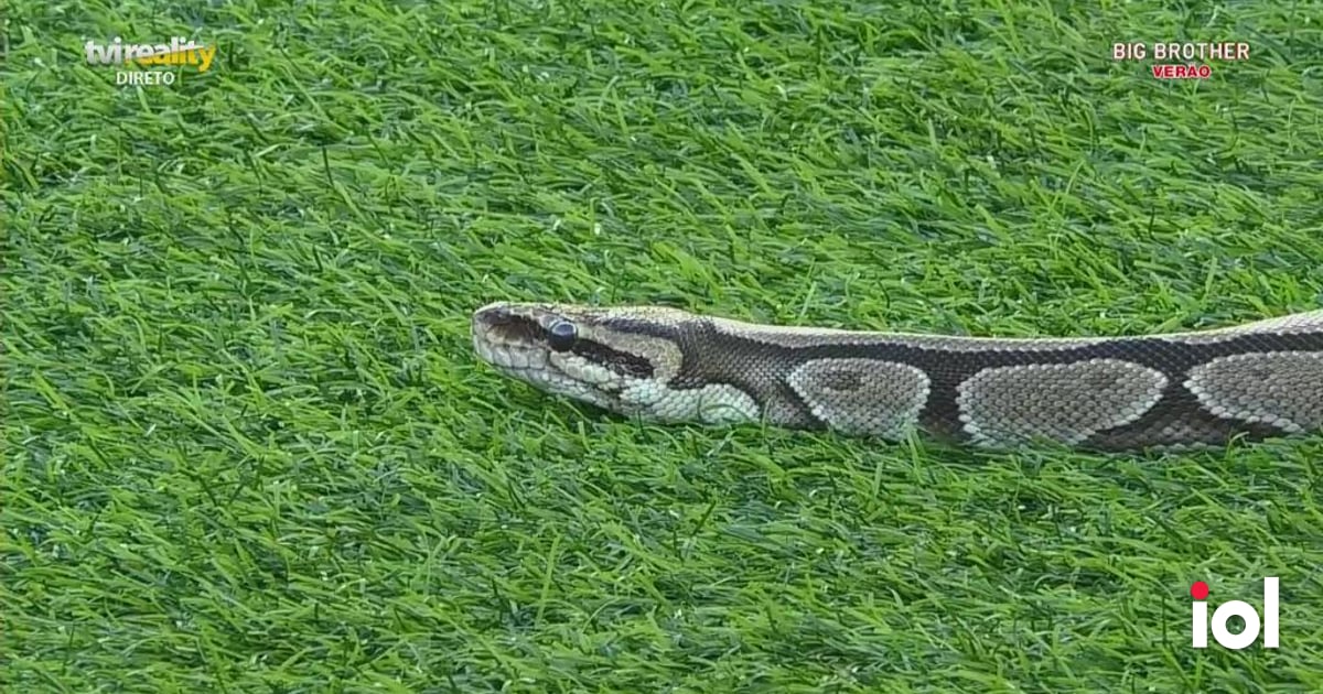 Inédito: Cobra entra na casa e concorrentes entram em pânico - Notícias de hoje