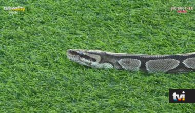 Inédito: Cobra entra na casa e concorrentes entram em pânico - Big Brother