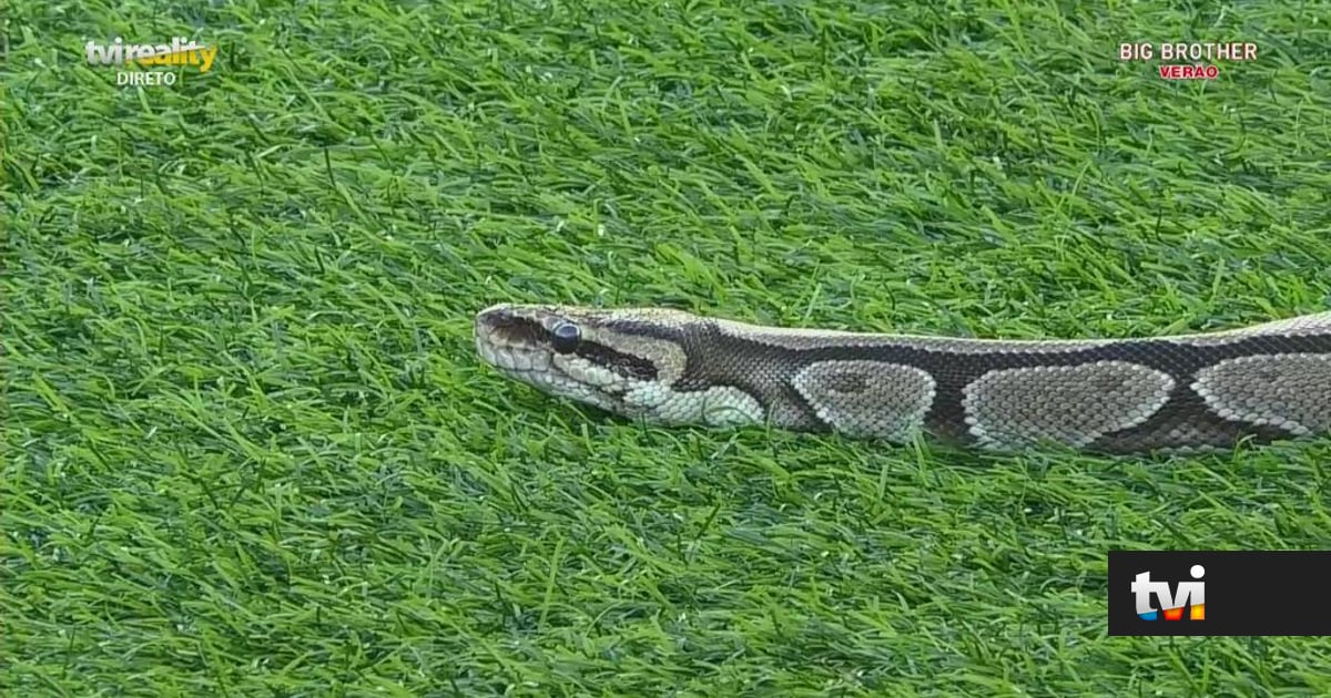 Inédito: Cobra entra na casa e concorrentes entram em pânico - Big Brother