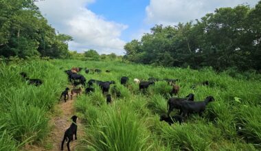ILPF na Caatinga alia diversificação e sustentabilidade à produção animal
