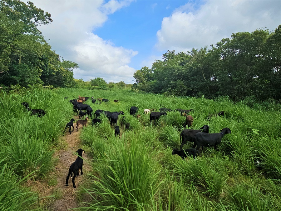 ILPF na Caatinga alia diversificação e sustentabilidade à produção animal