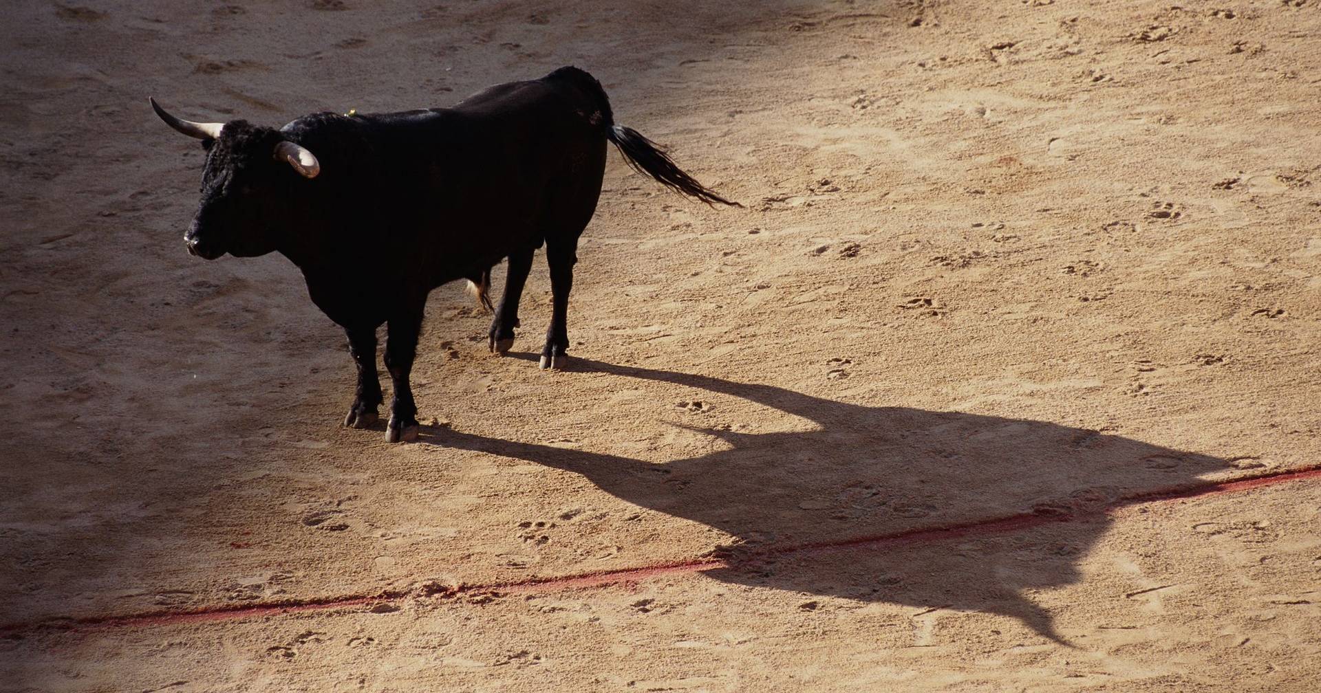 PAN exige que Câmara de Baião proíba tourada no sábado mas recinto está legal