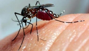Medidas de combate à dengue são reforçadas mesmo em período de seca em Goiânia - CBN Goiânia