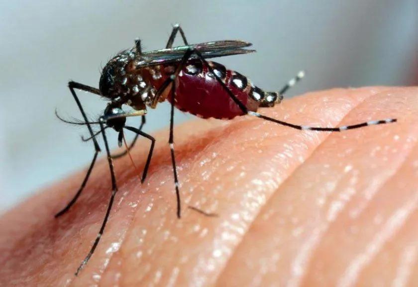 Medidas de combate à dengue são reforçadas mesmo em período de seca em Goiânia - CBN Goiânia