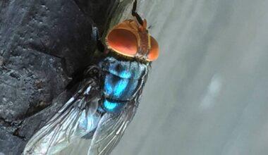 Parasita carnívoro detetado pela primeira vez numa pessoa nos Estados Unidos