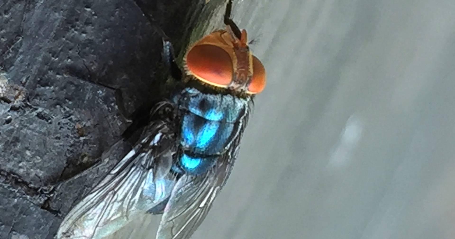 Parasita carnívoro detetado pela primeira vez numa pessoa nos Estados Unidos
