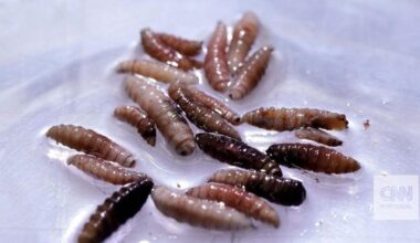 Parasita do Novo Mundo: homem apanhado nos EUA com larva que come carne viva