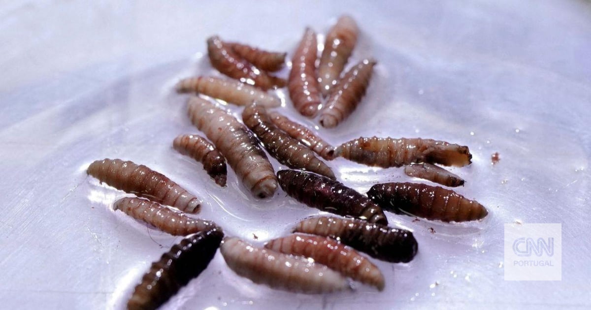 Parasita do Novo Mundo: homem apanhado nos EUA com larva que come carne viva