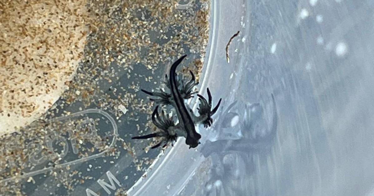 Pequenos, bonitos, mas perigosos: dragões azuis obrigam a proibição de banhos em Alicante