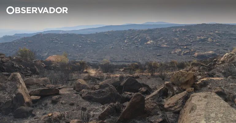 Como combater os mega incêndios que serão comuns? – Observador