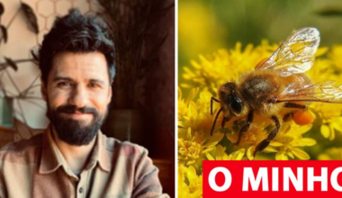 Cientista de Ponte de Lima ajuda a criar superalimento que pode salvar as abelhas