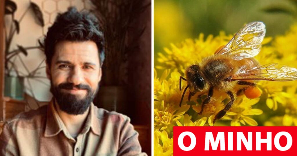 Cientista de Ponte de Lima ajuda a criar superalimento que pode salvar as abelhas