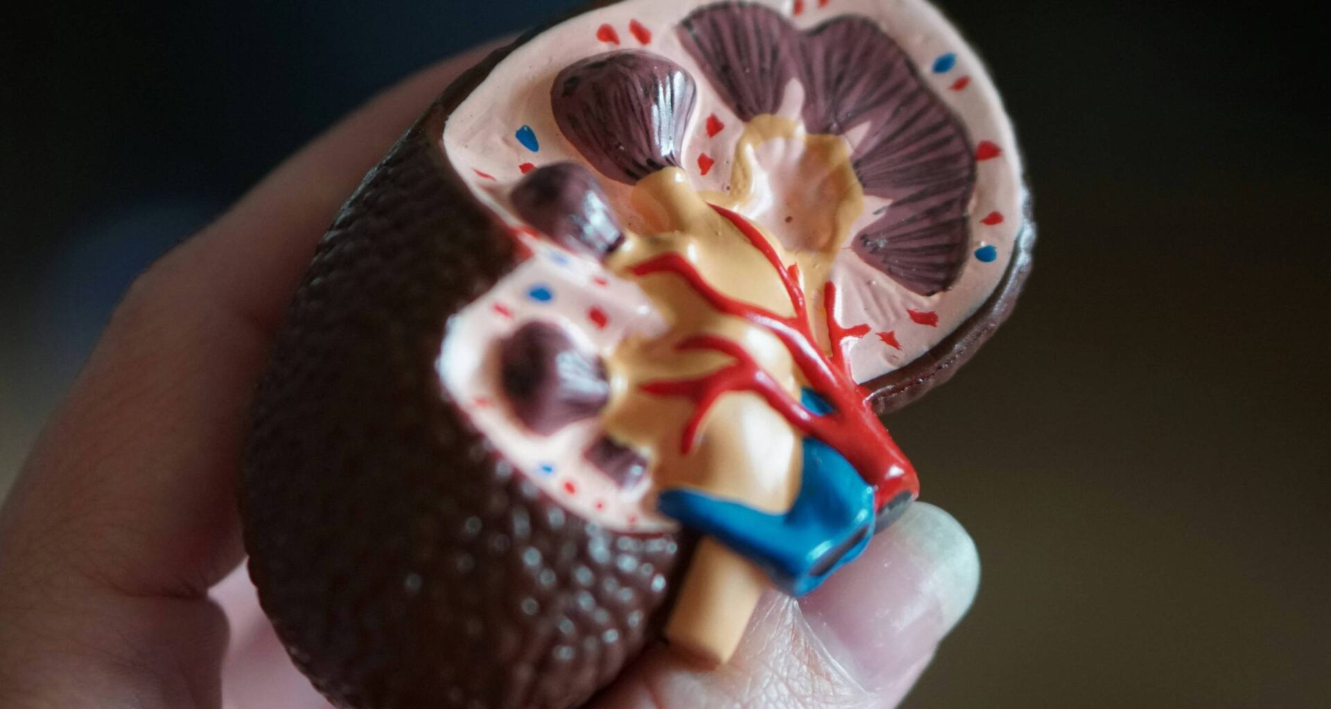 Câncer renal deve crescer quase 80% no Brasil até 2050 - 29/08/2025 - Equilíbrio e Saúde