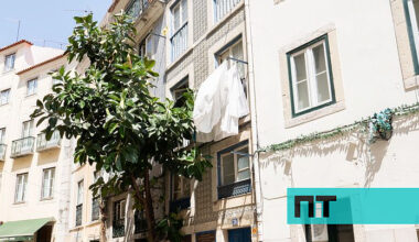A misteriosa planta gigante da Mouraria que se tornou num dos monumentos de Lisboa — NiT
