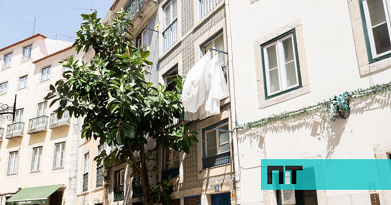 A misteriosa planta gigante da Mouraria que se tornou num dos monumentos de Lisboa — NiT