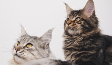 Gatos com demência podem ajudar a desvendar mistérios sobre o Alzheimer, diz estudo – Noticias R7