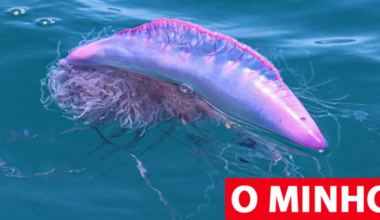 Caravela-portuguesa detetada em 23 praias entre Vila do Conde e Caminha