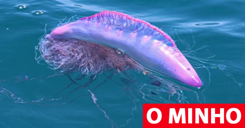 Caravela-portuguesa detetada em 23 praias entre Vila do Conde e Caminha