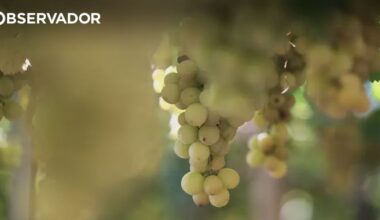 Uvas com sabor a manga ou algodão doce são saudáveis? – Observador